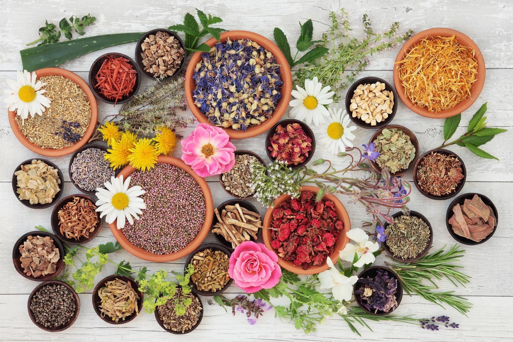 Medicinal Herbs and Flowers